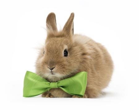 Baby rabbit