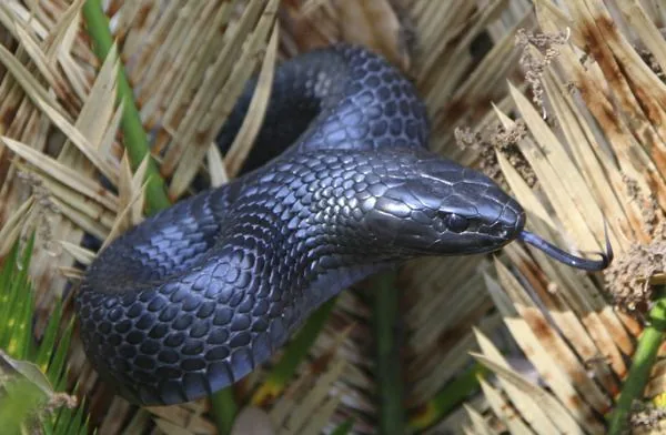 Eastern Indigo Snake, a nonvenomous snake
