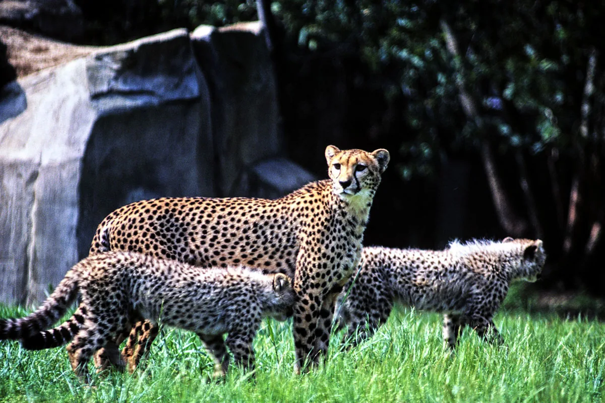 Cheetah mother with young cubs resting in savanna