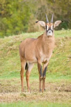 Roan antelope