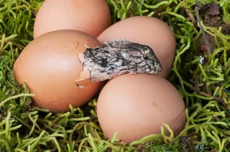 A tiny lizard hatchling emerging from its egg
