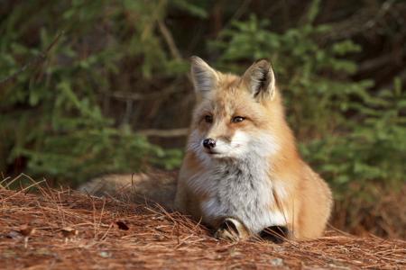 A red fox moving through a woodland, dappled sunlight on the forest floor