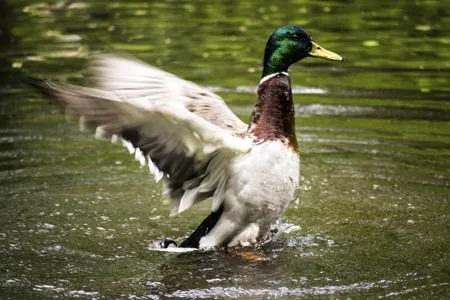 Mallard duck on a freshwater lake