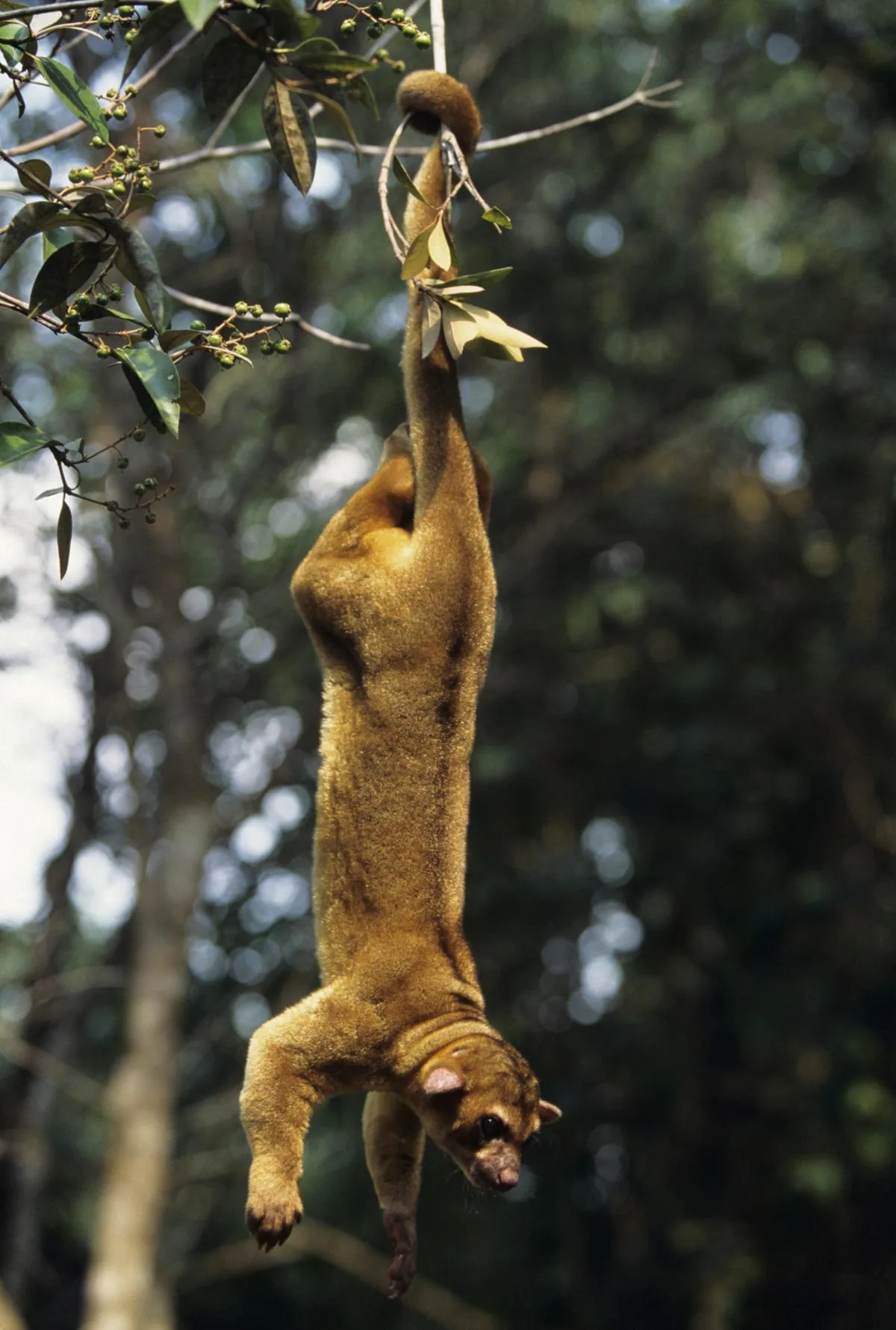Kinkajou in Central or South America
