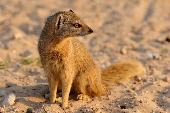 Yellow mongoose