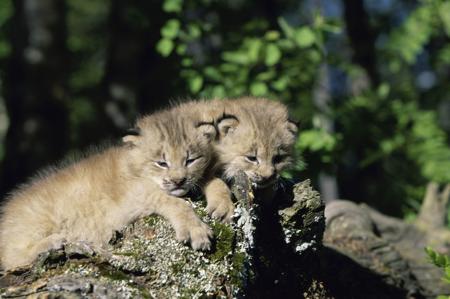 Two Canada lynx kittens with pale grayish-brown fur resting on a mossy log