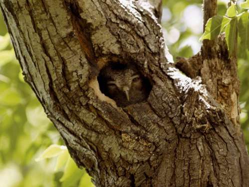 Owl peeping from a tree trunk
