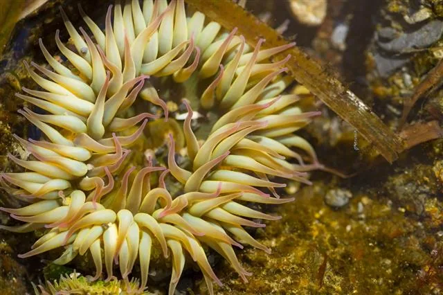 A sea anemone in a tidal pool, tentacles extended