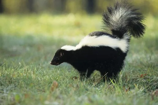 Striped skunk