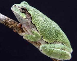 Green morph of the gray tree frog