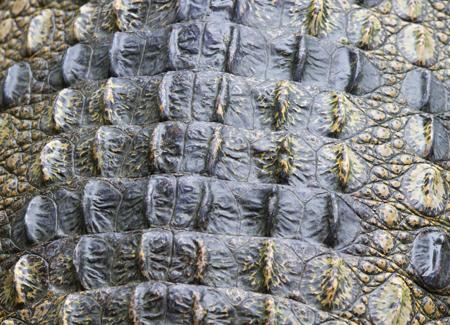 Close-up of a crocodile's armored scutes
