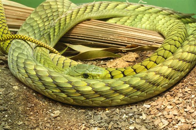 Green snake coiled on a branch in tropical vegetation