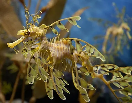 Leafy seadragon drifting among seaweed, its leafy appendages providing perfect camouflage