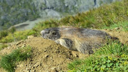 A marmot sleeping, showing the cozy sleeping habits of groundhogs