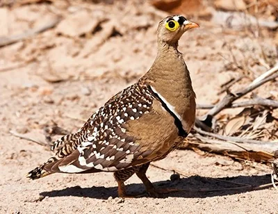 Sandgrouse, a seed-eating desert bird