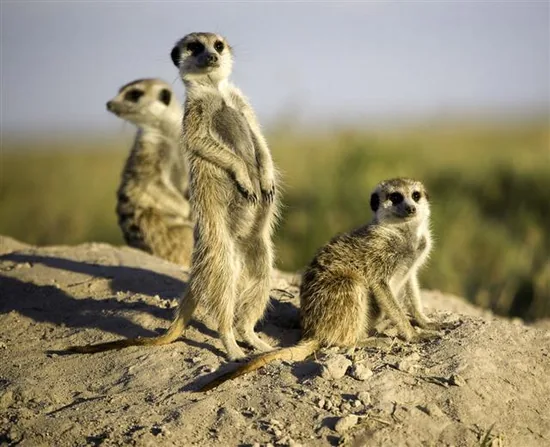 Meerkats standing alert in the Kalahari