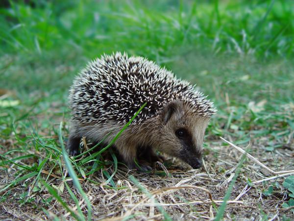 European hedgehog in forest grass, spines visible