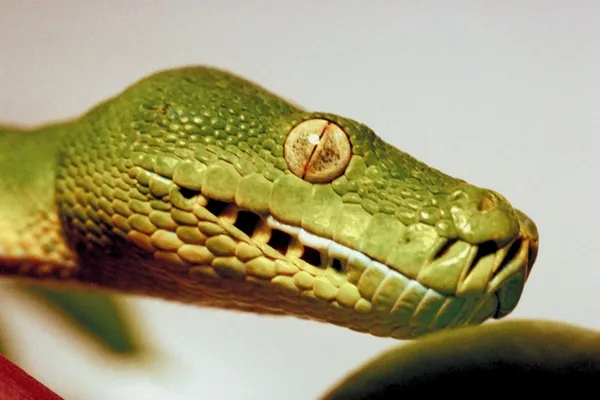 Close-up of a green snake's head showing a vertical slit pupil