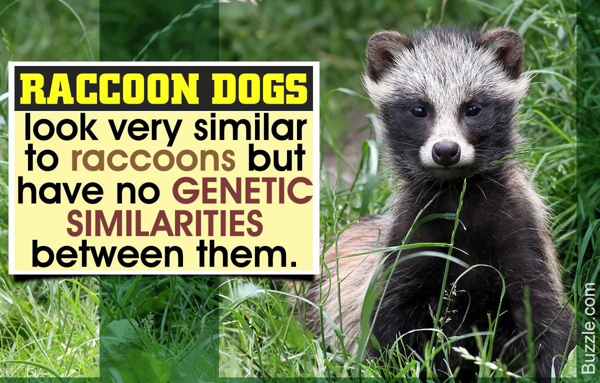 Raccoon dog showing its distinctive facial mask markings and thick fur coat
