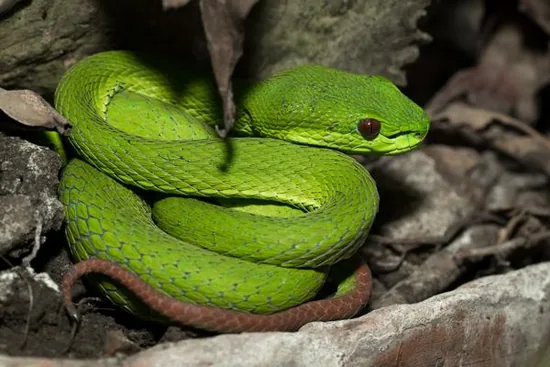Green snake