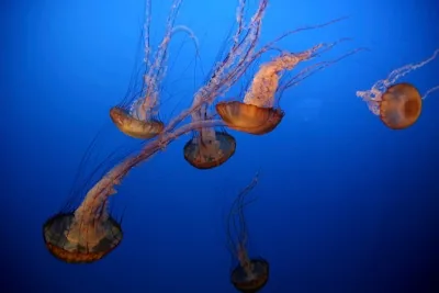 Sea Wasp Jellyfish