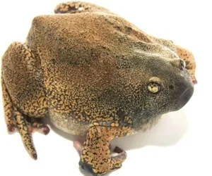 Broad-lipped frog - Glyphoglossus molossus