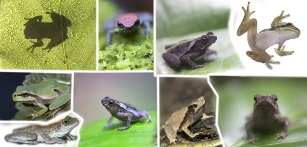 A group of colorful frogs on a leaf