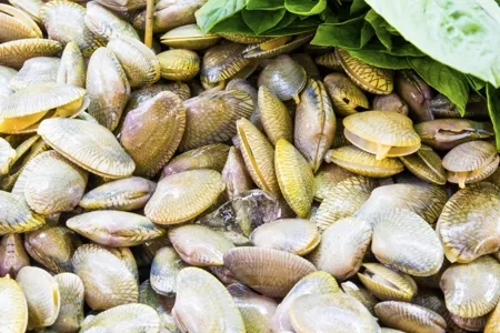 Atlantic Surf Clams, large, coarse-shelled clams