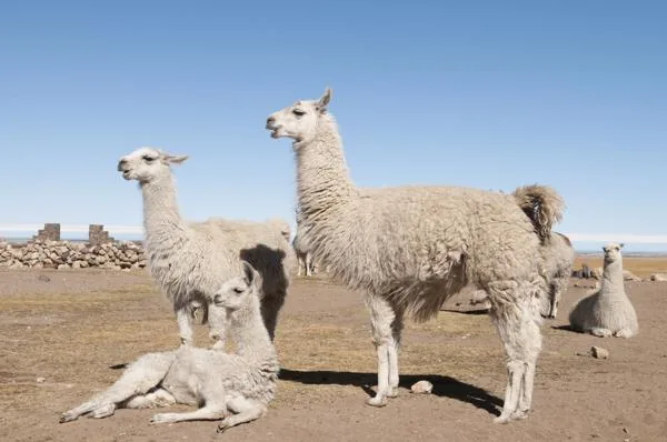 A family of llamas in a highland meadow