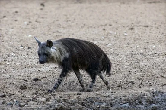 Brown hyena