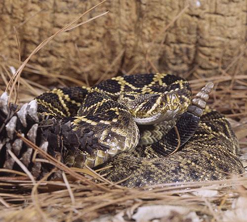 Timber rattlesnake coiled among pine needles