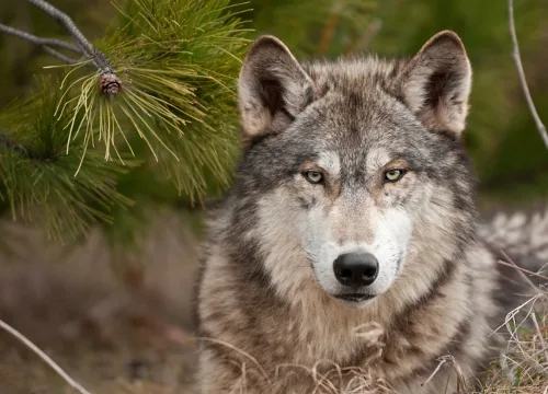 Gray wolf in the Gobi Desert