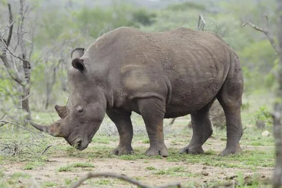 A rhinoceros standing in the forest