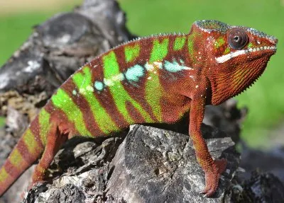 Male Panther Chameleon on rock showing vibrant coloration