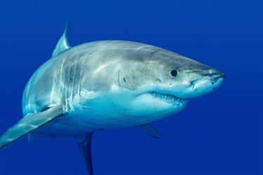 Great white shark gliding through deep blue ocean water
