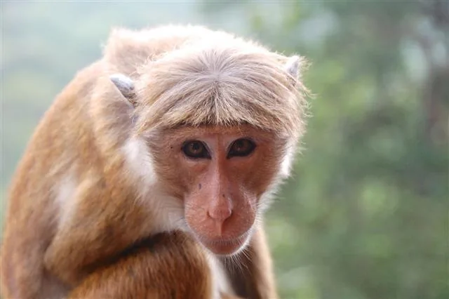 Toque macaque
