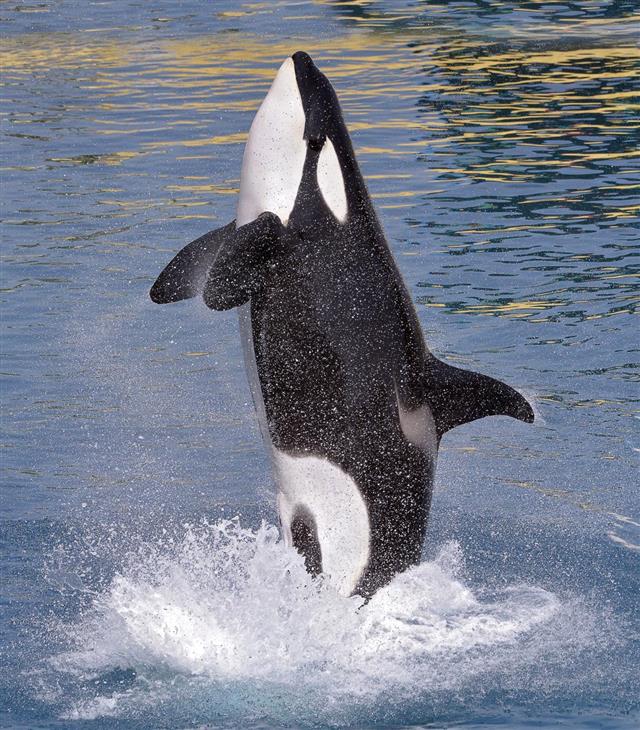 Killer whale jumping