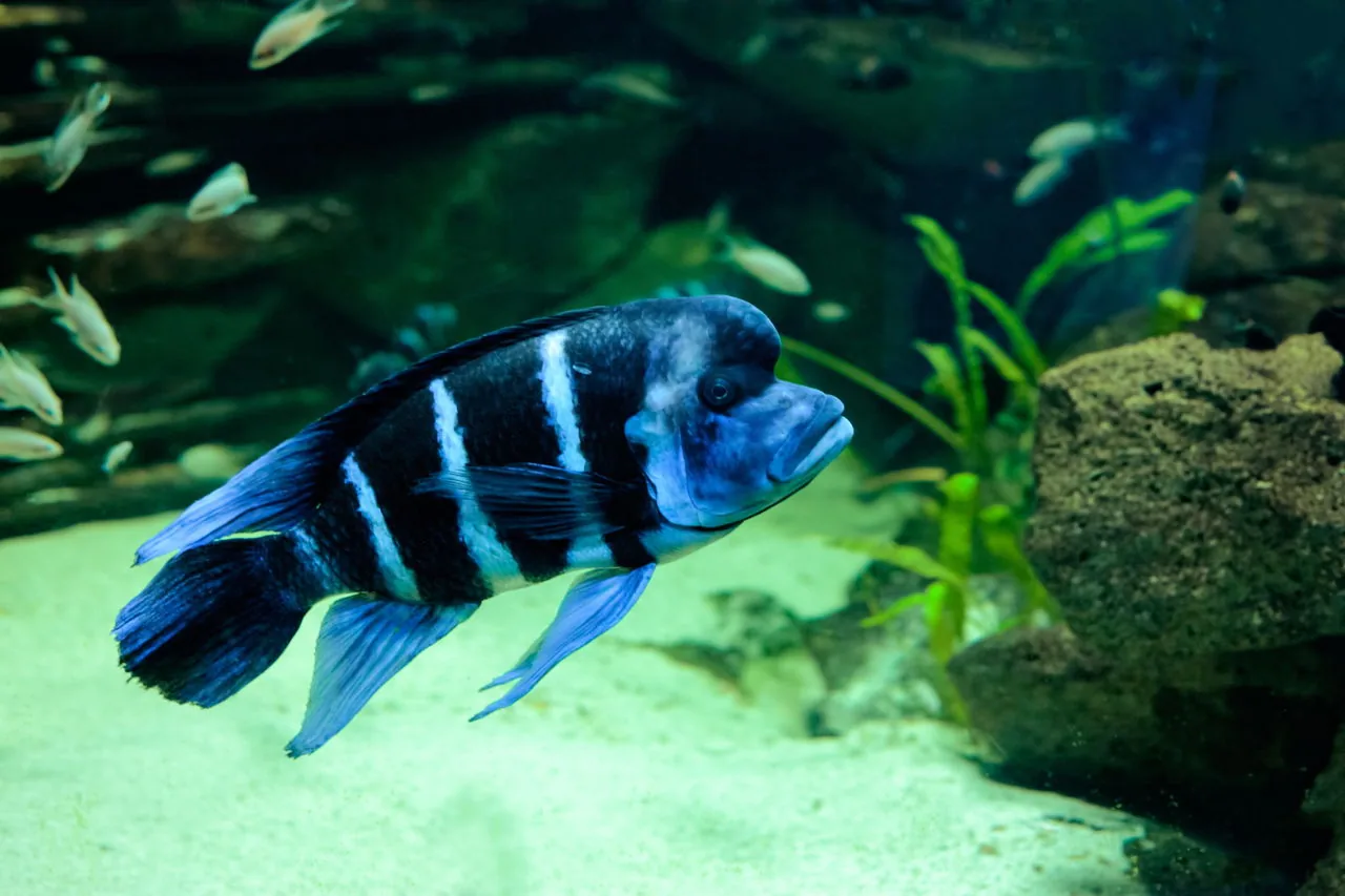 A blue-and-white striped frontosa cichlid swimming in an aquarium