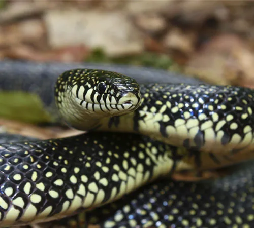 Black kingsnake coiled in leaf litter