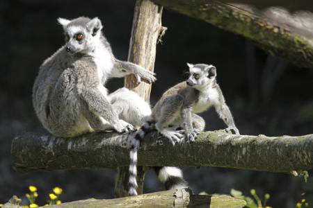 Two ring-tailed lemurs with striped tails sitting on a wooden log in the sunshine, native to Madagascar.