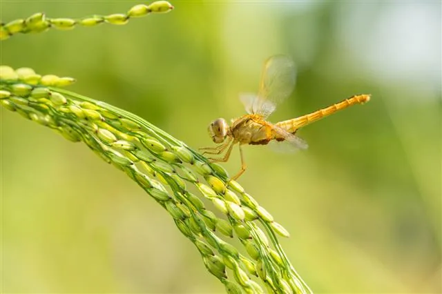 A dragonfly resting on a branch, showing its compound eyes