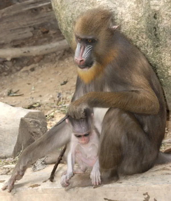 A female mandrill with her young offspring clinging close