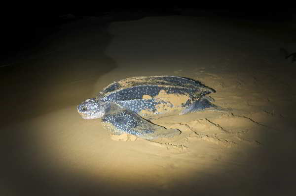 Leatherback sea turtle swimming