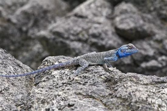 Agamas (Agamidae)