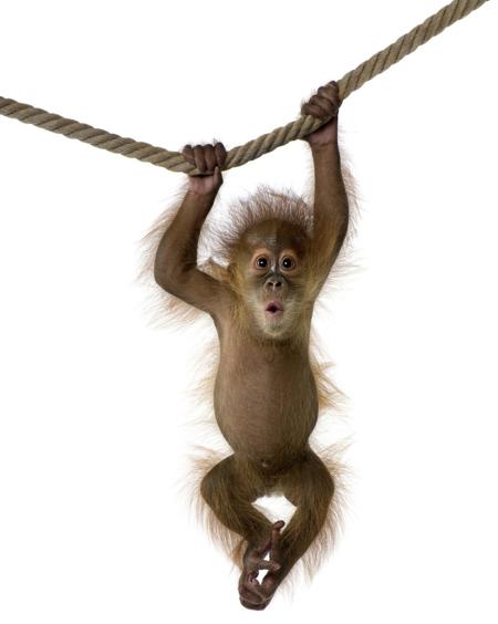 Chimpanzee hanging