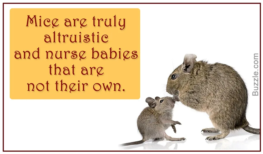 A mother mouse nursing her pups, mice are genuinely altruistic and will nurse babies that are not their own