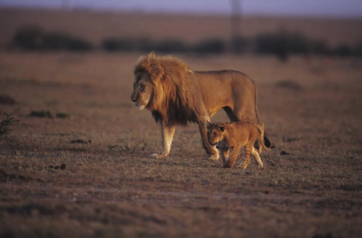 Male lion with a young cub, learning from adults is key to survival