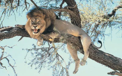 An African lion resting on a tree branch