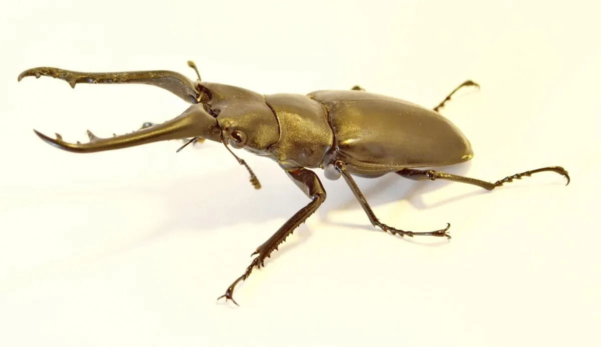 Adult rhinoceros beetle