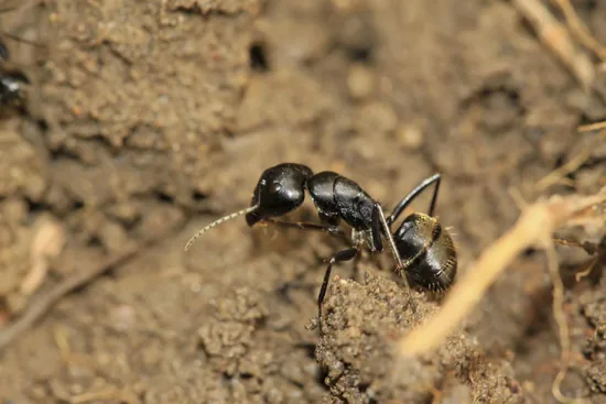 Black Ant